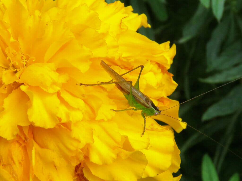Marigold as a trap plant