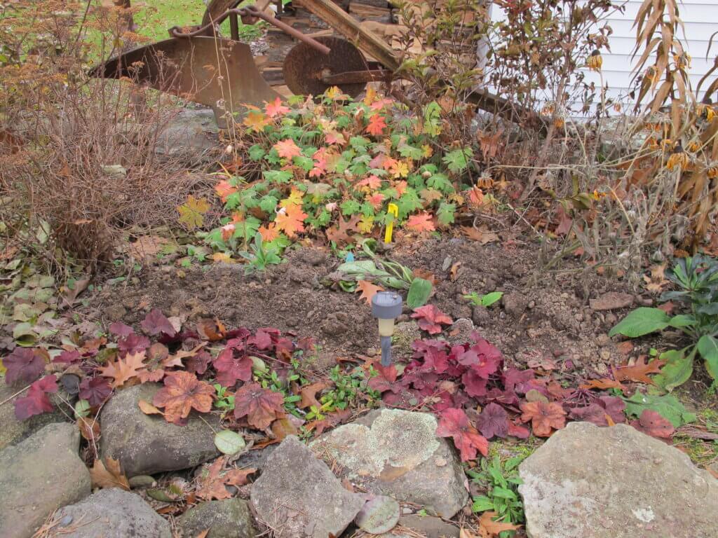 Heucheras and hardy geraniums