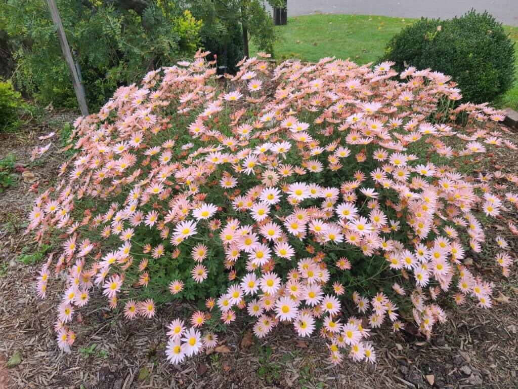 Sheffield Pink mum blooming in October