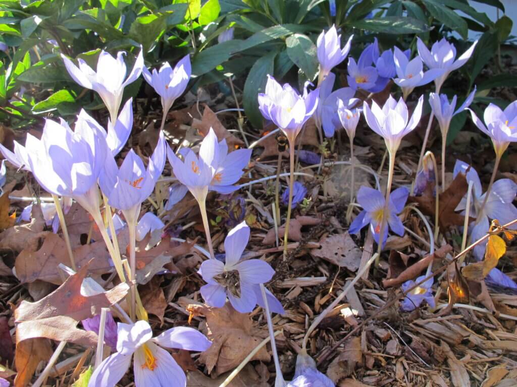 crocus speciosus