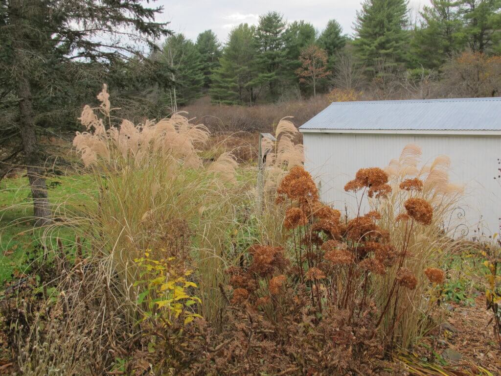 Hydrangea and miscanthus