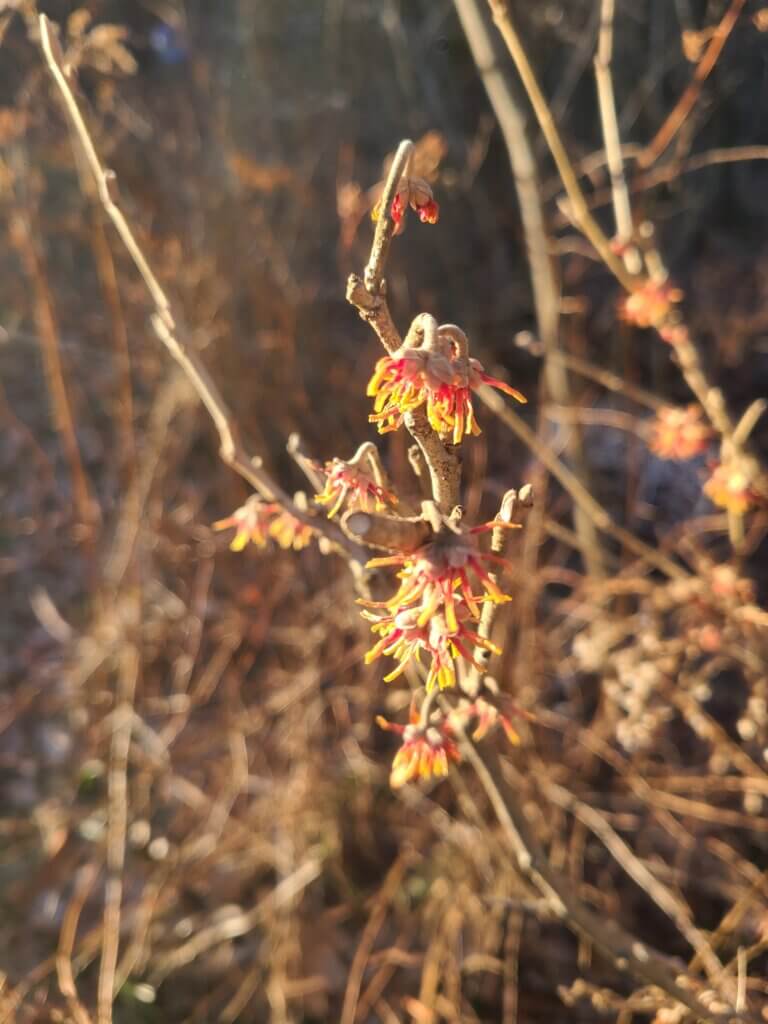 Ozark witch hazel close up