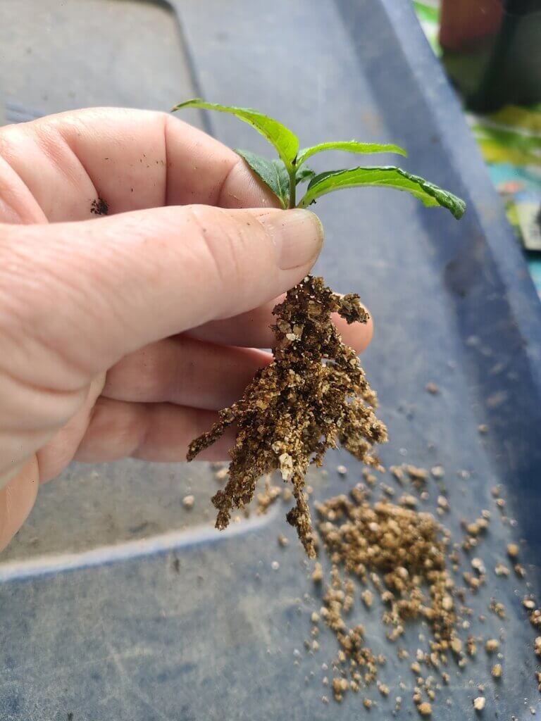 A rooted cutting from an existing shrub