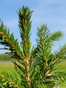 The Best Trees for Homemade Teas - Northern Gardener