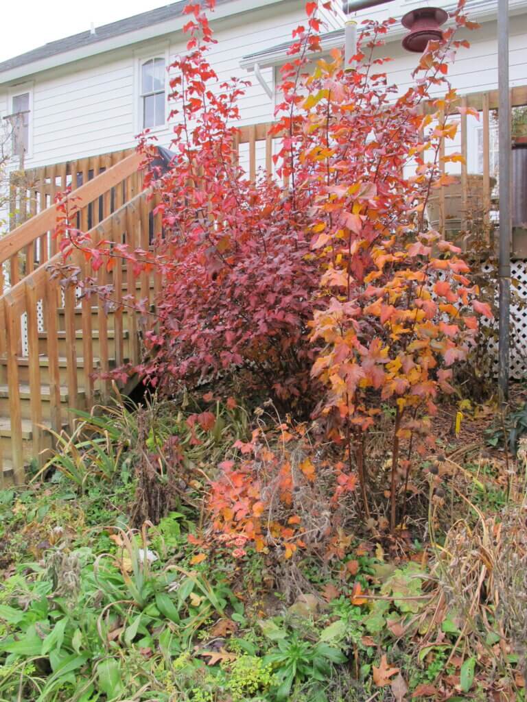 Ninebarks in deck alcove