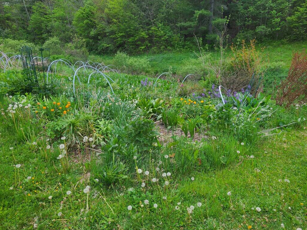 A flower bed in need of removal