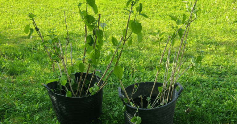 Hydrangeas ready to move in buckets