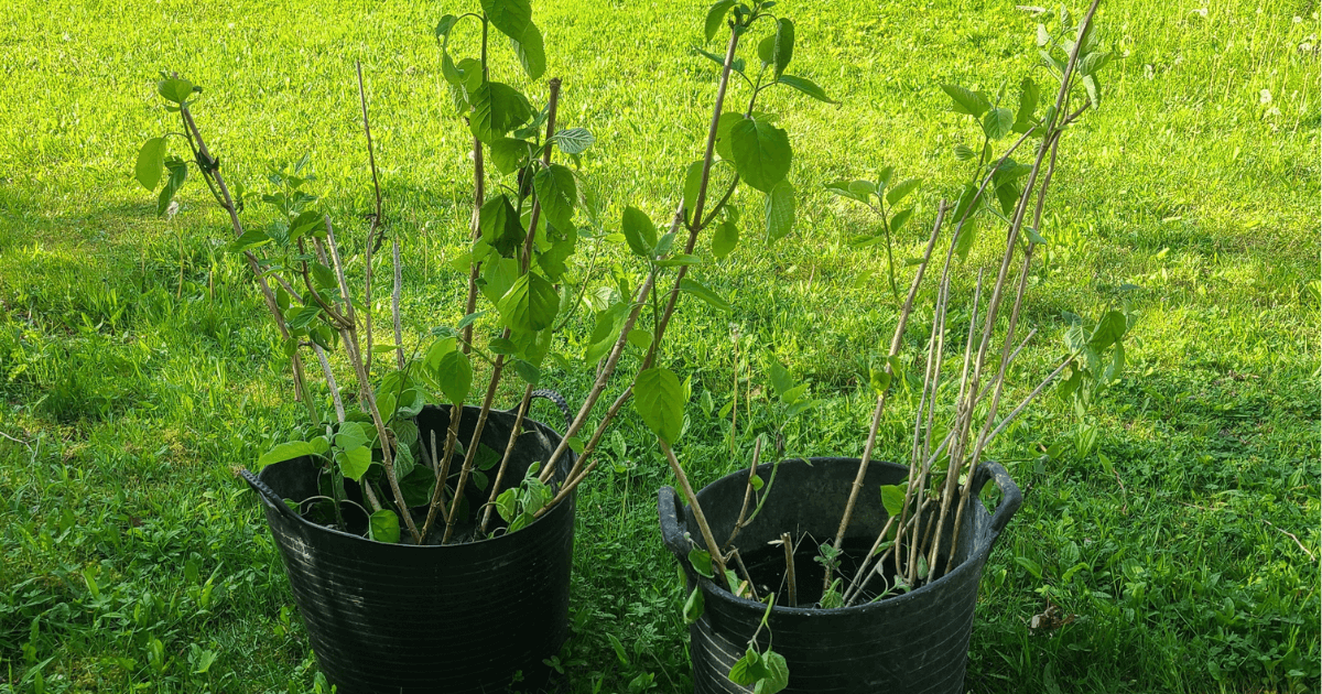 Hydrangeas ready to move in buckets