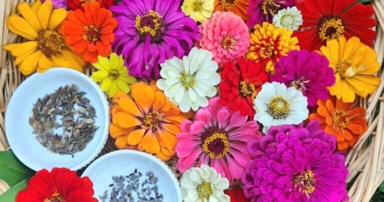 Seed garden flowers and seeds in a dish