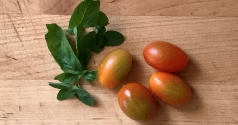 Roma tomatoes harvested in fall
