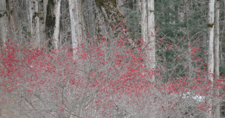 Winter Red Winterberry near a birch forest