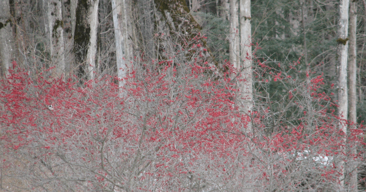Winter Red Winterberry near a birch forest