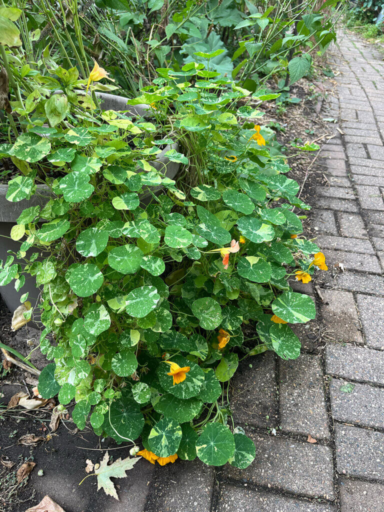Alaska Variegated nasturtiums