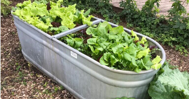 Growing vegetables like lettuce in containers