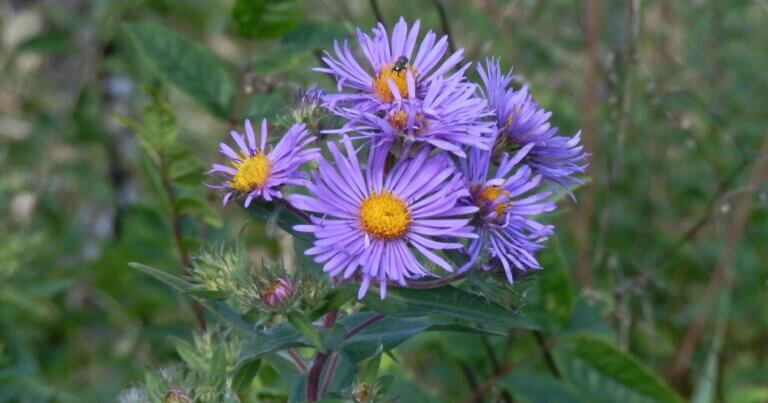 New England Aster is a great competitive native plant