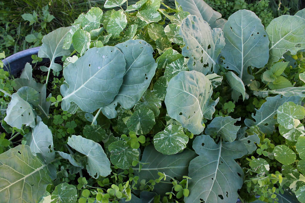 Kohlrabi mixed in a pot with other greens