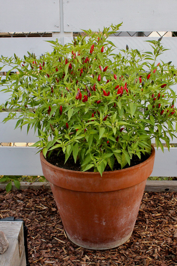 Peppers in a pot