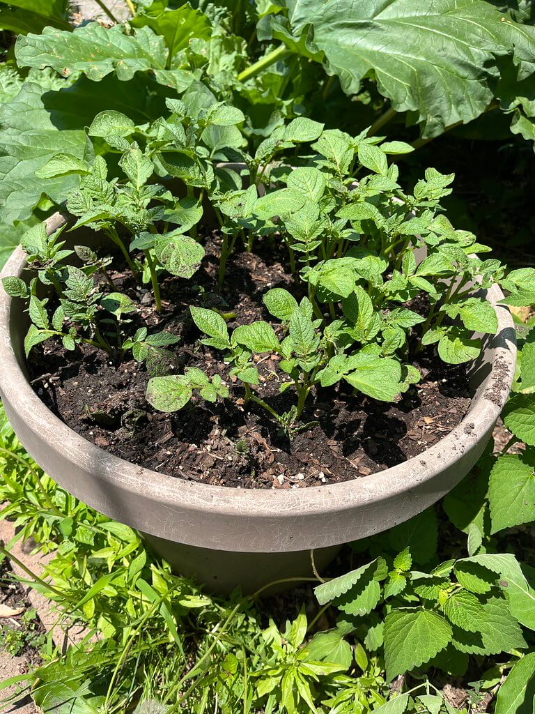 Potatoes emerging from a pot
