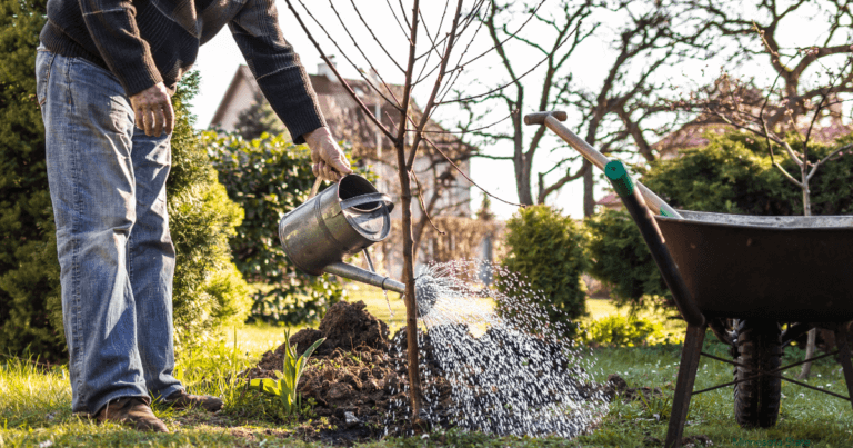 Man watering a tree in the fall using a watering can