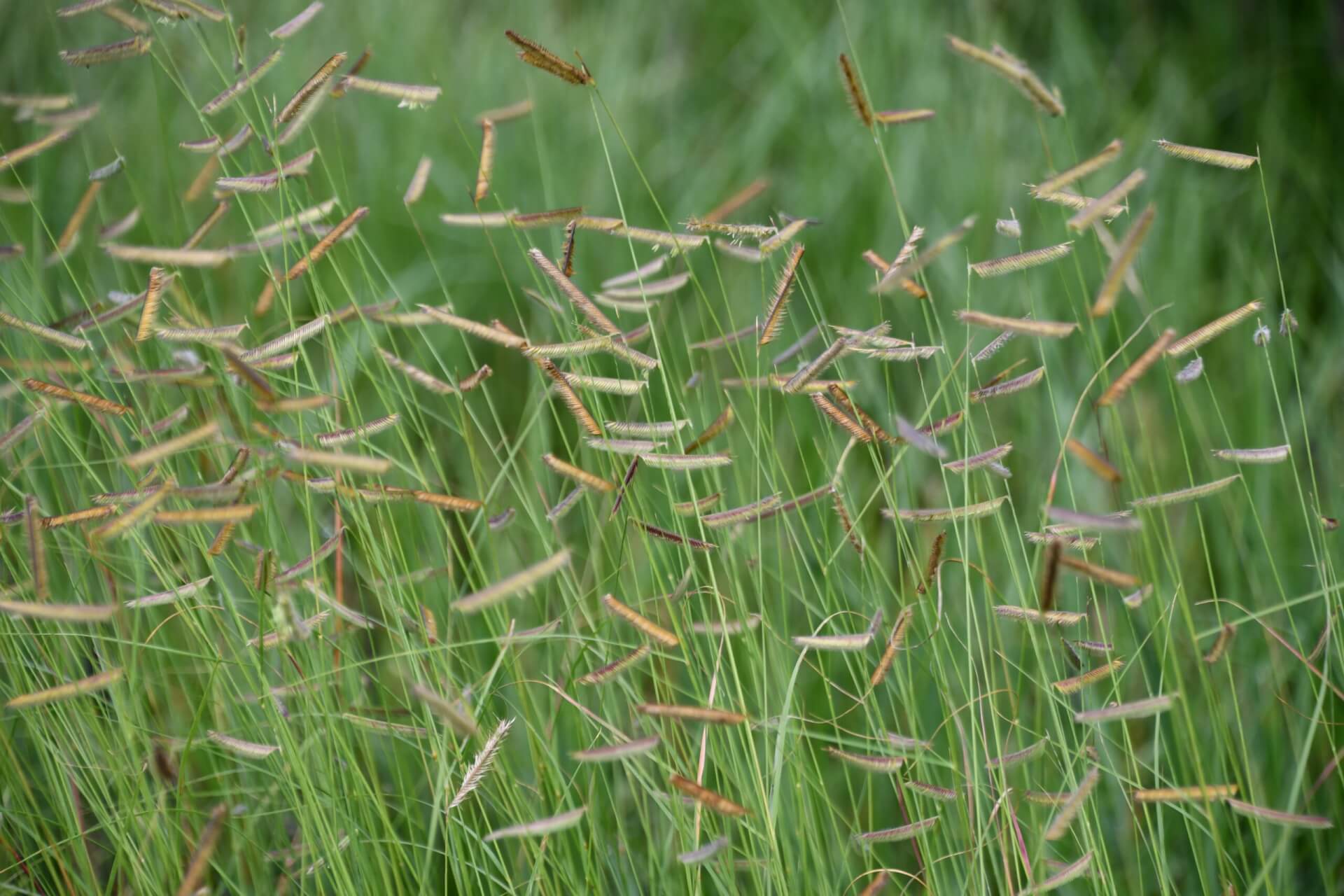 HONEYCOMB BLUE GRAMA GRASS (Bouteloua gracilis ‘Honeycomb’ PP33,101)
Height: 24-30”
Width: 18-24”
Shape: Upright, clumping
Hardiness Zone: 4-9
Exposure: Full Sun