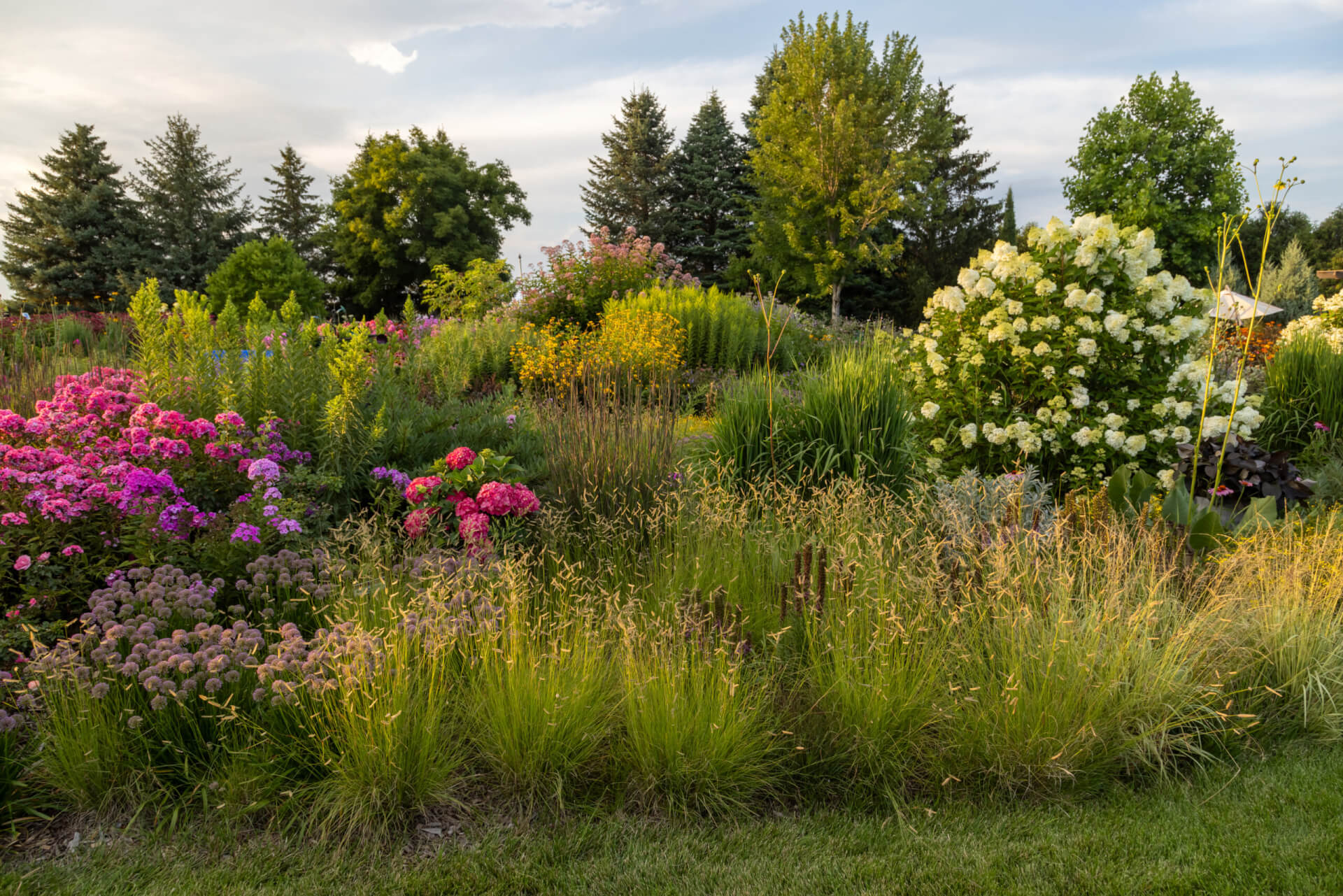 HONEYCOMB BLUE GRAMA GRASS (Bouteloua gracilis ‘Honeycomb’ PP33,101)
Height: 24-30”
Width: 18-24”
Shape: Upright, clumping
Hardiness Zone: 4-9
Exposure: Full Sun