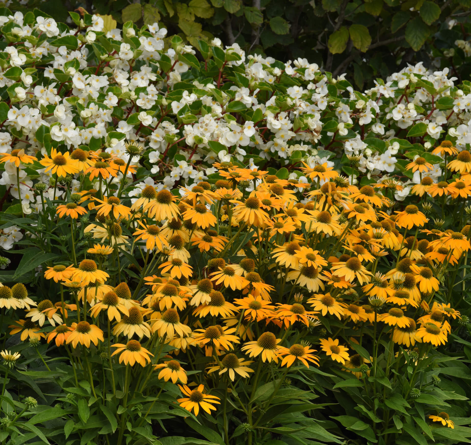 ARTISAN™ YELLOW OMBRE CONEFLOWER (Echinacea x hybrida ‘PAS1303304’ PP7,982,110)
Height: 24-34”
Width: 10-25”
Shape: Upright
Hardiness Zone: 4-9
Exposure: Full Sun
