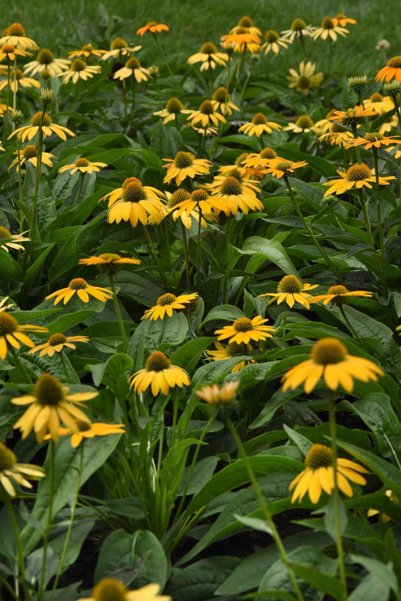 ARTISAN™ YELLOW OMBRE CONEFLOWER (Echinacea x hybrida ‘PAS1303304’ PP7,982,110)
Height: 24-34” ● Width: 10-25” ● Shape: Upright
Hardiness Zone: 4-9 ● Exposure: Full Sun