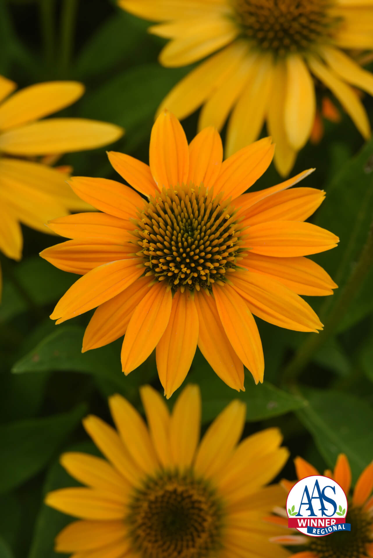 ARTISAN™ YELLOW OMBRE CONEFLOWER (Echinacea x hybrida ‘PAS1303304’ PP7,982,110)
Height: 24-34”
Width: 10-25”
Shape: Upright
Hardiness Zone: 4-9
Exposure: Full Sun