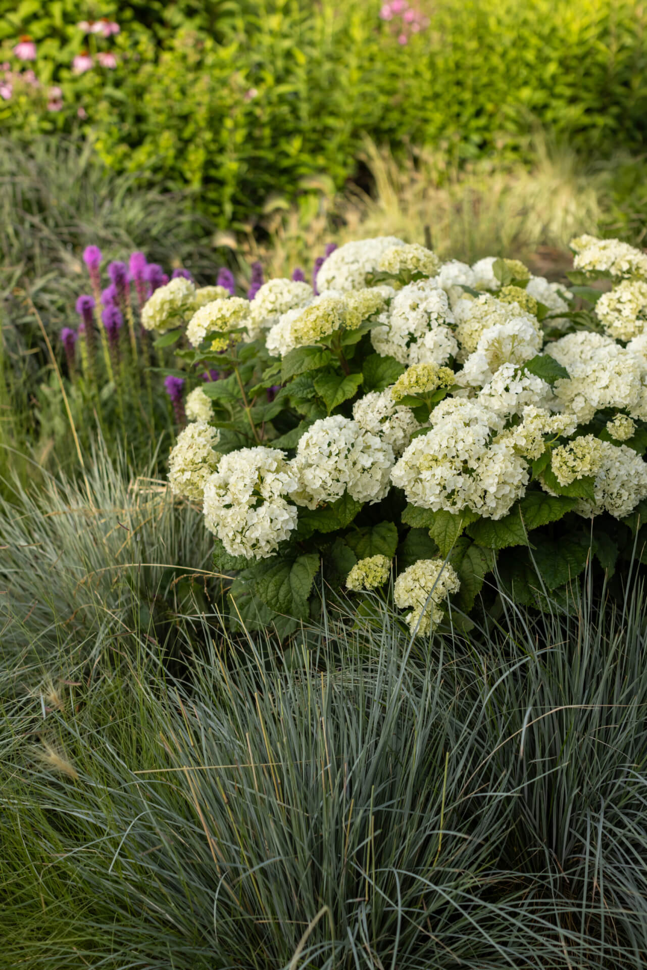 FIRST EDITIONS® FLOWERFULL® SMOOTH HYDRANGEA (Hydrangea arborescens ‘BAIful’ PP35,613)
Height: 3-4’
Width: 4-5’
Shape: Rounded
Hardiness Zone: 3-8
Exposure: Full Sun to Part Shade