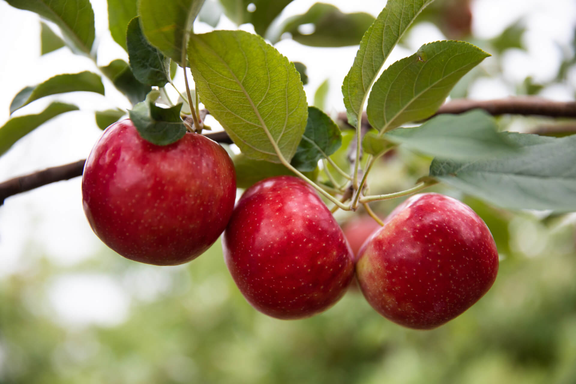 KUDOS® APPLE (Malus ‘MN 33’ PPAF)
Height: Varies
Width: Varies
Shape: Spreading
Hardiness Zone: 4-8
Exposure: Full Sun