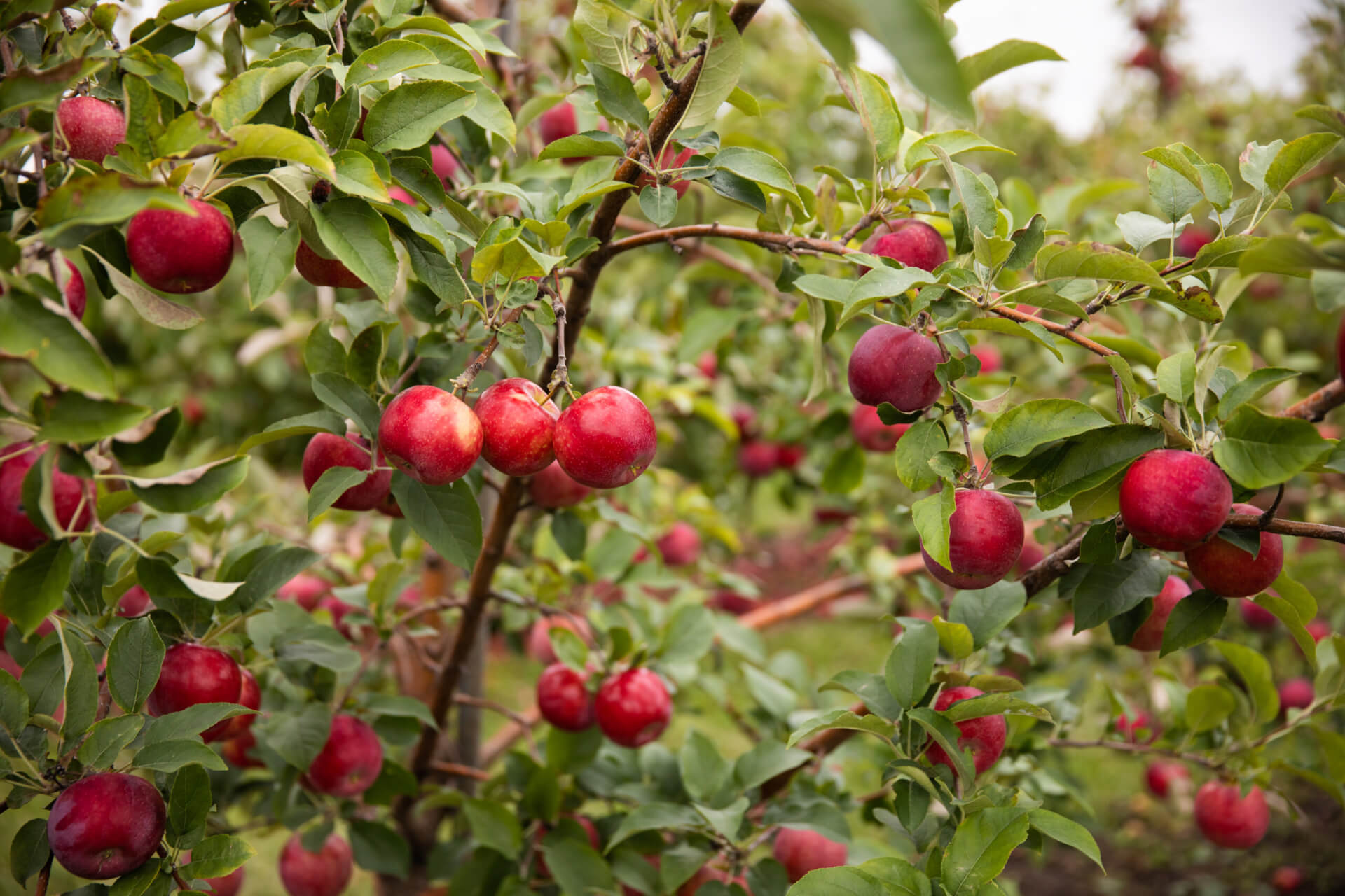 KUDOS® APPLE (Malus ‘MN 33’ PPAF)
Height: Varies
Width: Varies
Shape: Spreading
Hardiness Zone: 4-8
Exposure: Full Sun