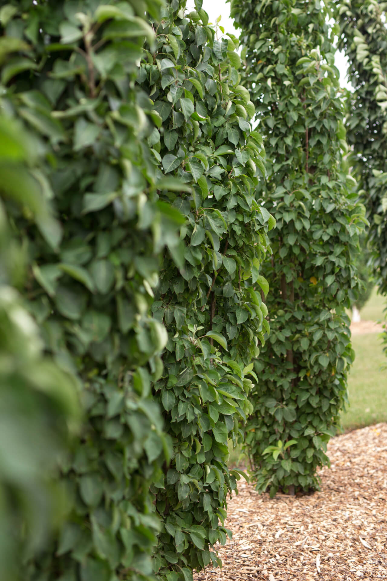 FIRST EDITIONS® GREEN WALL SPIRE™ CRABAPPLE (Malus x adstringens ‘Jefwall’ PP35,109)
Height: 18-20’
Width: 5-6’
Shape: Columnar
Hardiness Zone: 2-8
Exposure: Full Sun