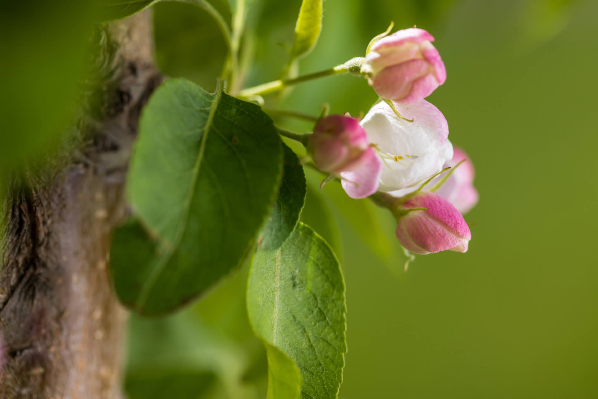FIRST EDITIONS® GREEN WALL SPIRE™ CRABAPPLE (Malus x adstringens ‘Jefwall’ PP35,109)
Height: 18-20’
Width: 5-6’
Shape: Columnar
Hardiness Zone: 2-8
Exposure: Full Sun