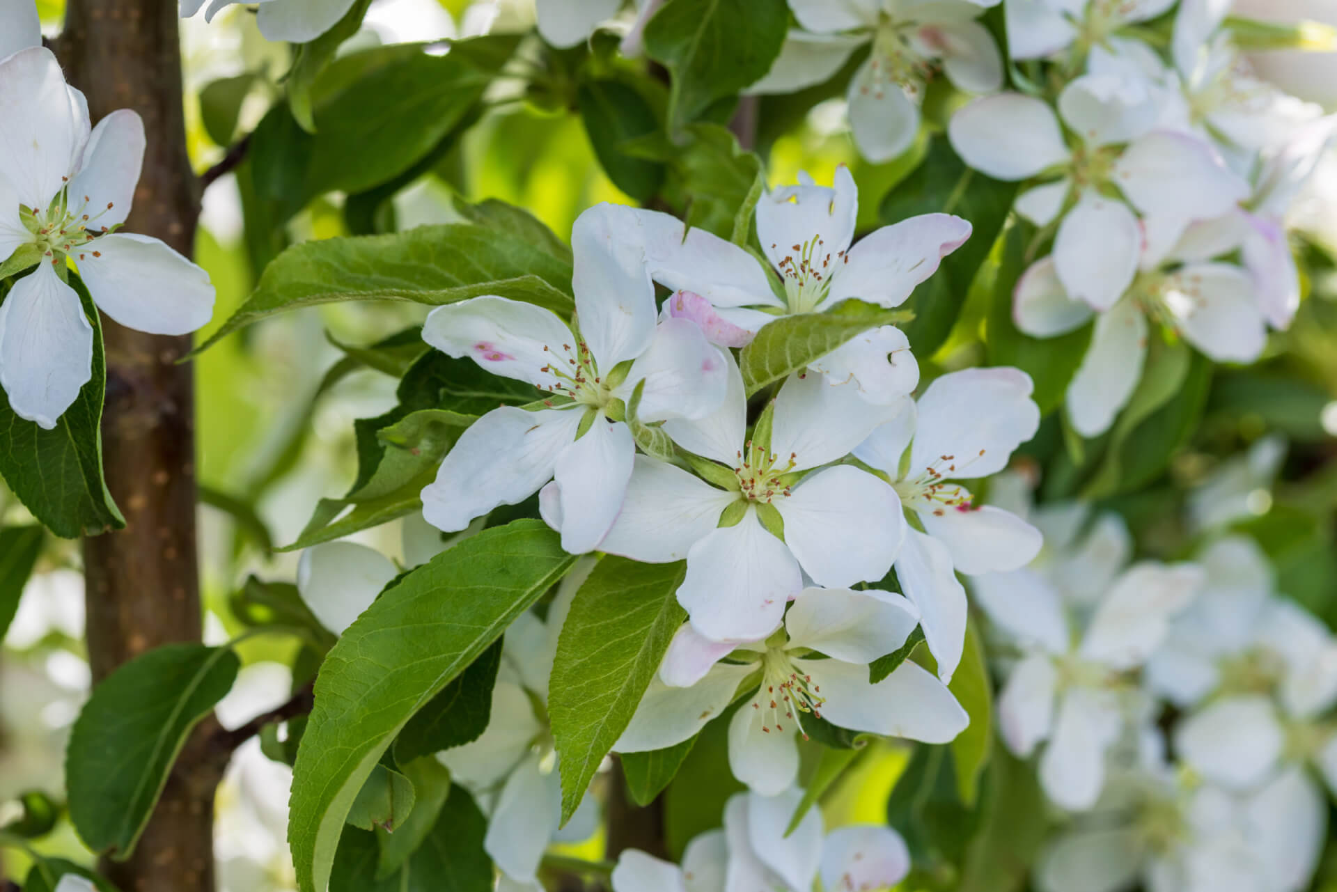FIRST EDITIONS® GREEN WALL SPIRE™ CRABAPPLE (Malus x adstringens ‘Jefwall’ PP35,109)
Height: 18-20’
Width: 5-6’
Shape: Columnar
Hardiness Zone: 2-8
Exposure: Full Sun