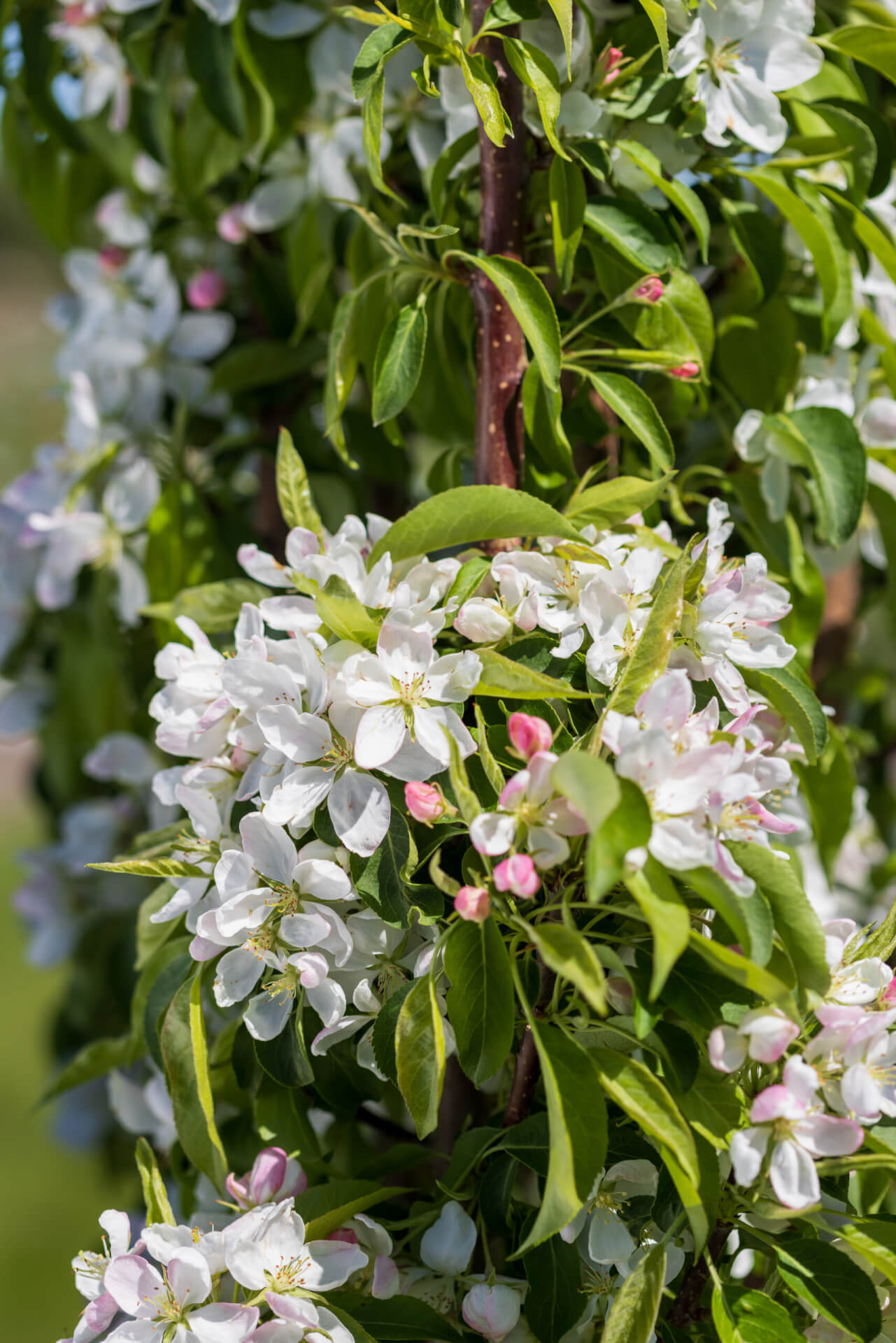 FIRST EDITIONS® GREEN WALL SPIRE™ CRABAPPLE (Malus x adstringens ‘Jefwall’ PP35,109)
Height: 18-20’
Width: 5-6’
Shape: Columnar
Hardiness Zone: 2-8
Exposure: Full Sun