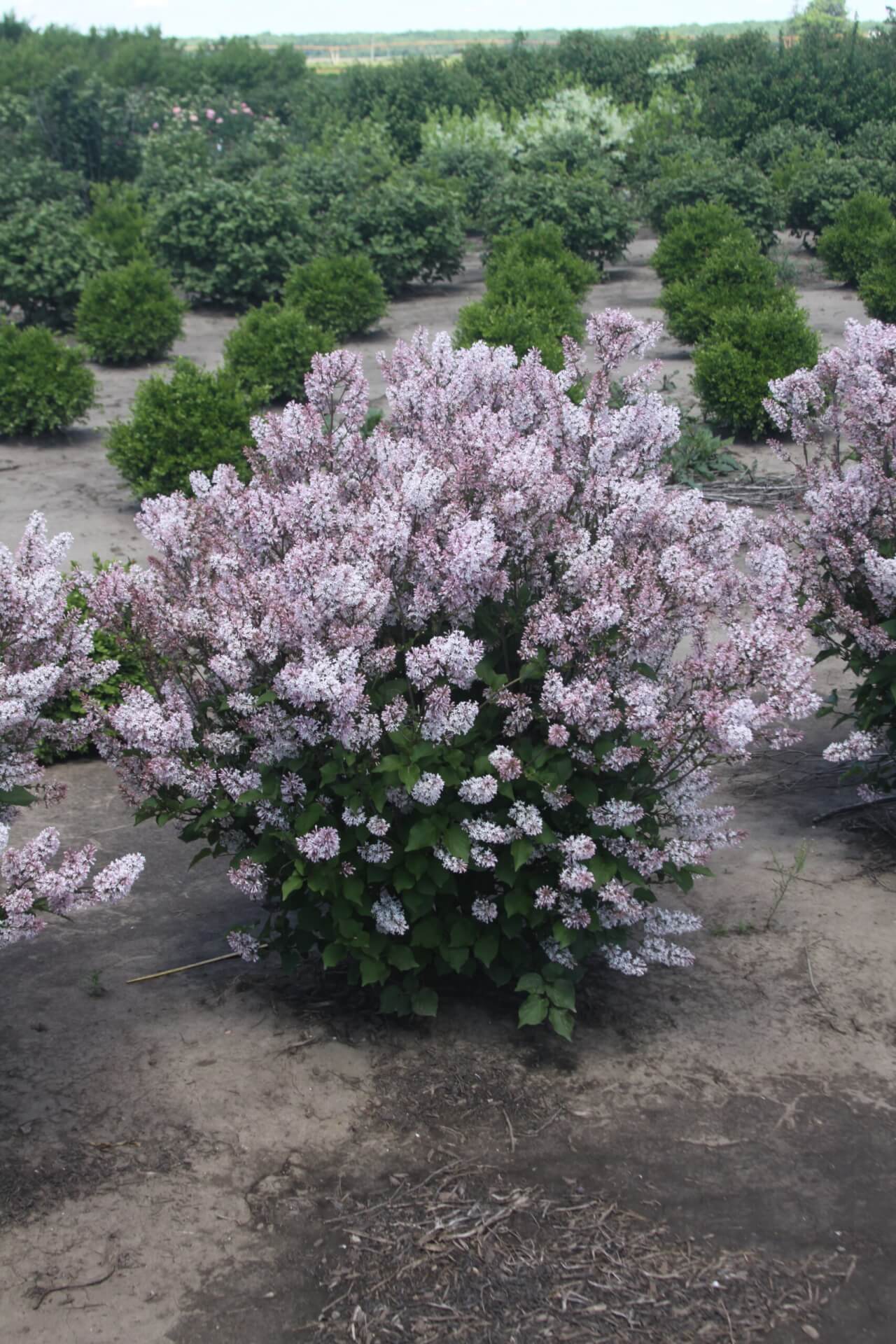 DREAM CLOUD™ MANCHURIAN LILAC (Syringa patula 'KLMone')
Height: 4-5’
Width: 4-5’
Shape: Upright, rounded
Hardiness Zone: 3-7
Exposure: Full Sun