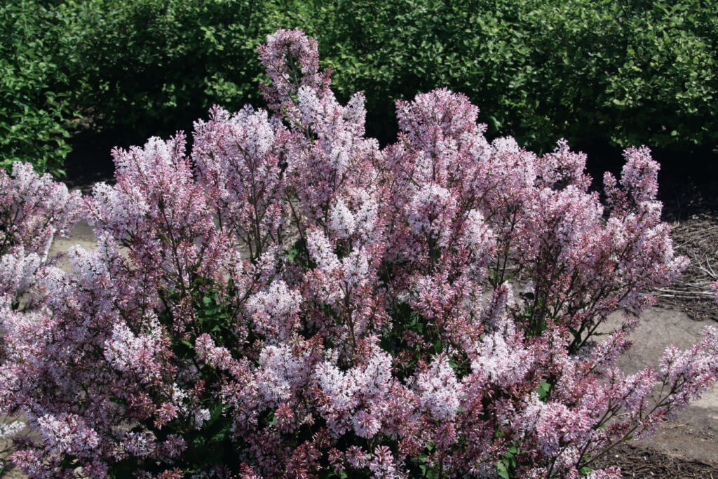 DREAM CLOUD™ MANCHURIAN LILAC (Syringa patula 'KLMone')
Height: 4-5’
Width: 4-5’
Shape: Upright, rounded
Hardiness Zone: 3-7
Exposure: Full Sun