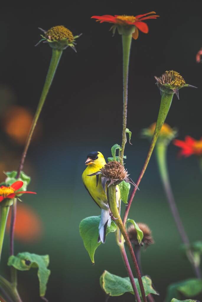 A vibrant American goldfinch perches among colorful meadow flowers.