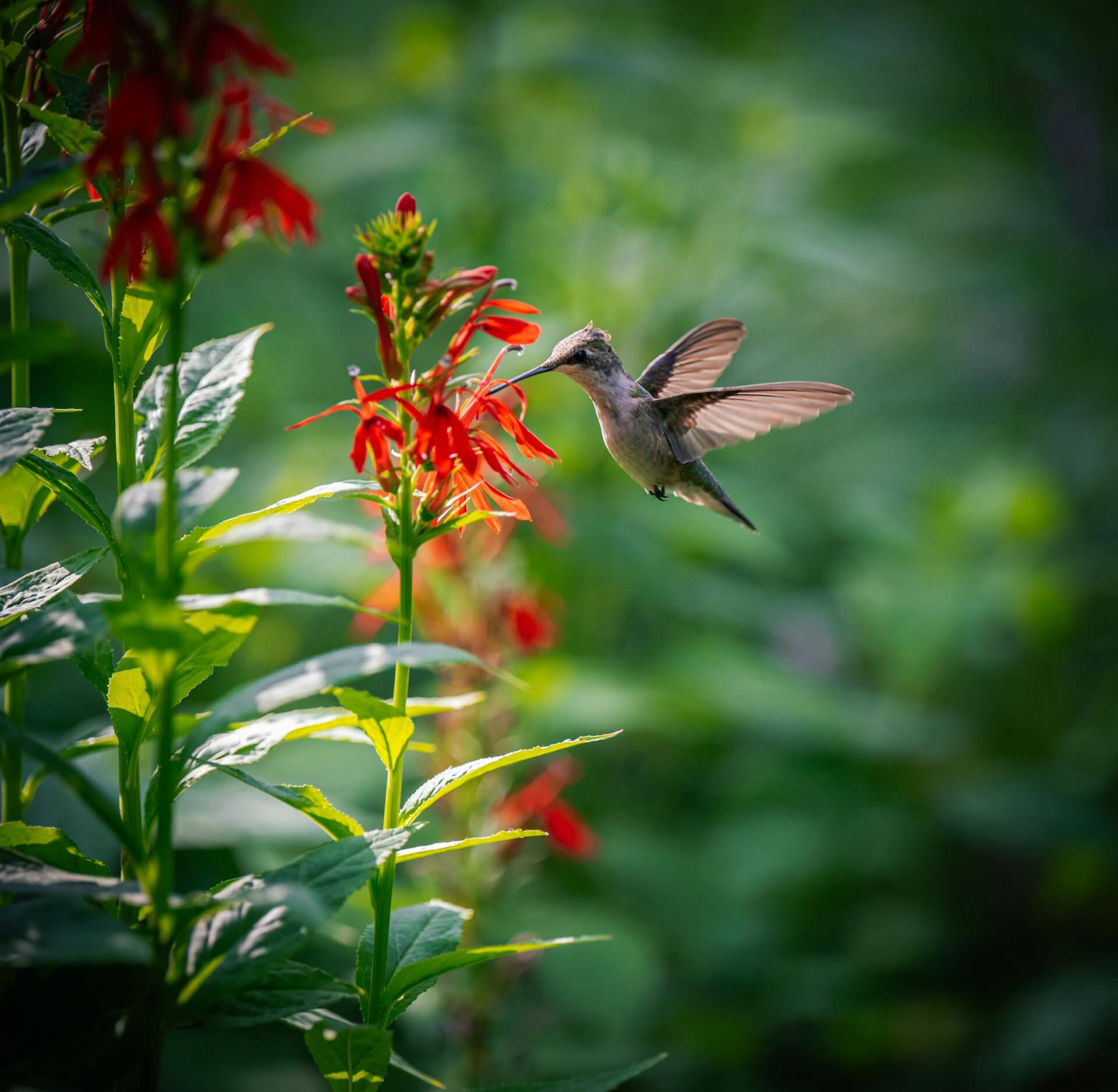 A vibrant hummingbird feeds on red flowers in a lush garden setting, showcasing nature's beauty.
