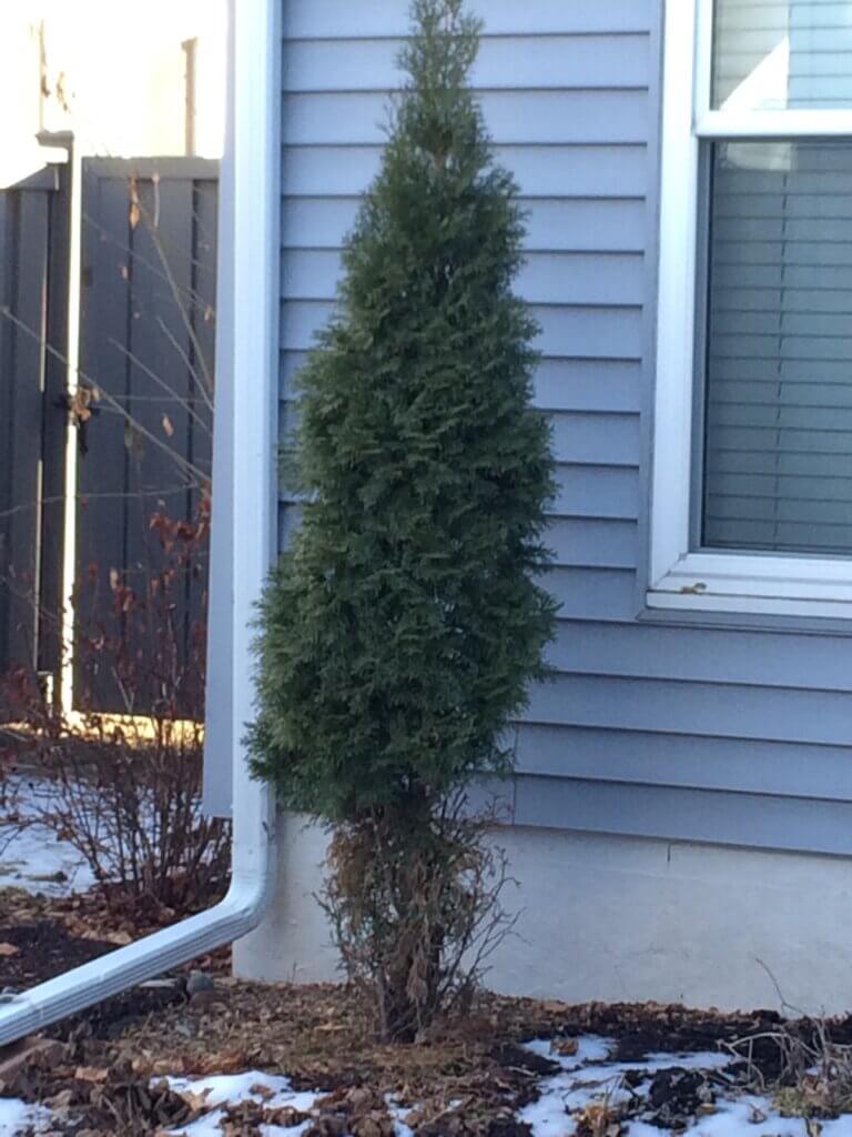 Arborvitae: Unprotected, this arborvitae was eaten up to the snow line by rabbits one winter. 
