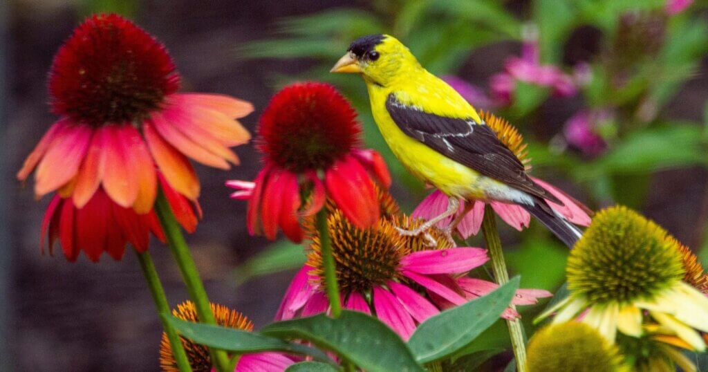 Goldfinch among echinacea
