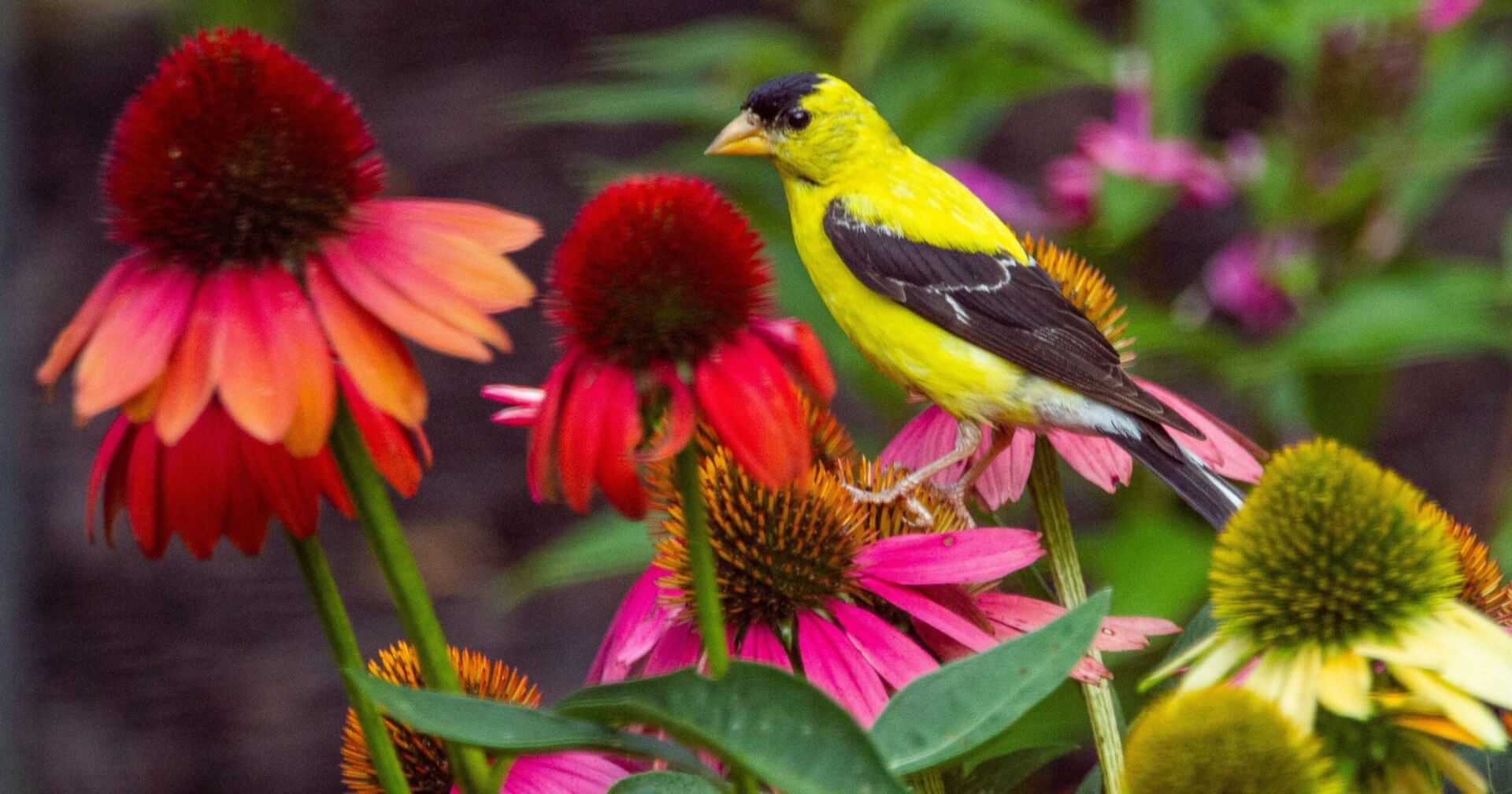 Goldfinch among echinacea