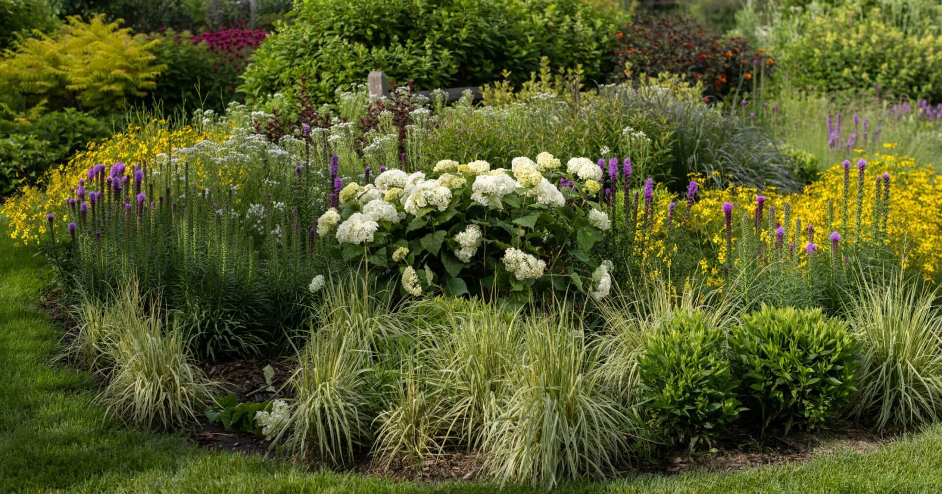 FIRST EDITIONS® FLOWERFULL® SMOOTH HYDRANGEA (Hydrangea arborescens ‘BAIful’ PP35,613)