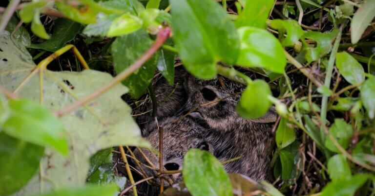 Young rabbits in a nest hiding in the garden.