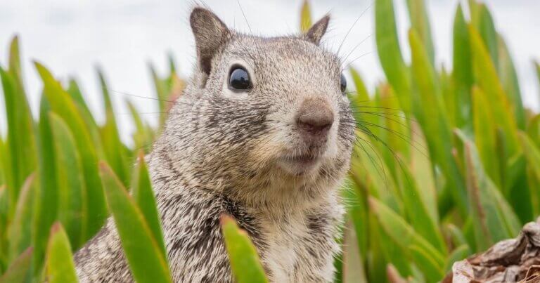 A squirrel among new green growth