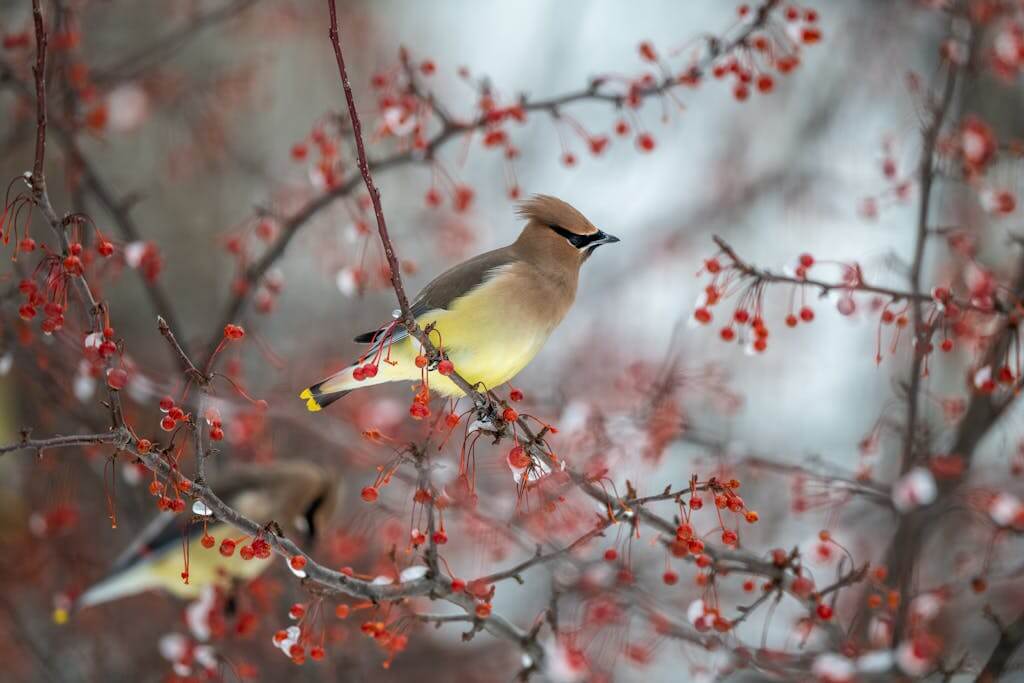 Cedar waxwing perched on a branch with red berries against a winter backdrop, showcasing its vibrant plumage.