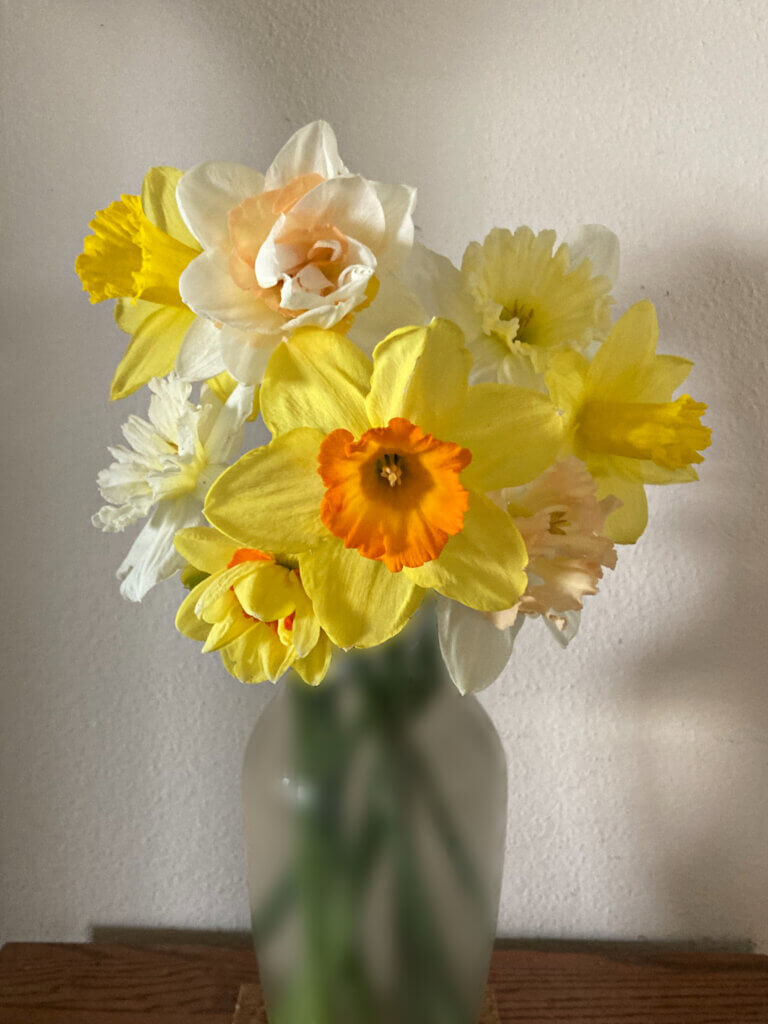 Cut daffodils from the garden