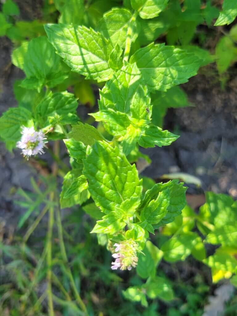 Spearmint flowering in the garden