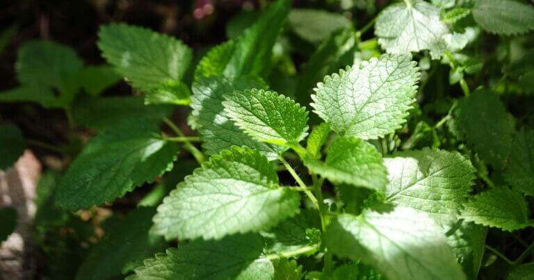 Peppermint plant in the garden