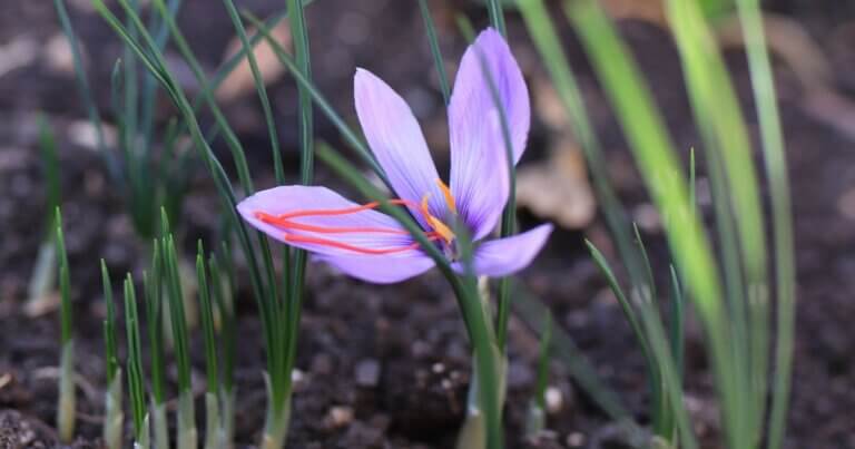 Saffron flower blooming